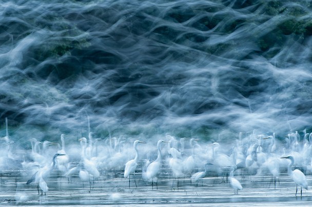 Flying Egrets, Photo and caption by Réka Zsimon