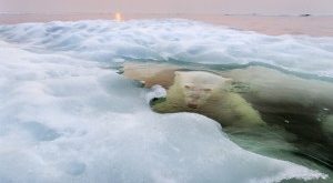 The Ice Bear: Photo and caption by Paul Souders