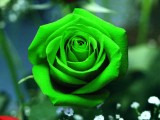 Love rose flower wallpaper 2014 in Green