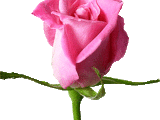 Pink Rose Wallpapers, Pink Rose Backgrounds