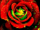 Beautiful rose flowers pictures