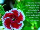 Flowers with Quotes 2014 - 0007