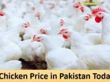 Chicken Meat (Murghi Ka Gosht) Prices in Pk all Cities. 1 Kg Chicken Price in Pakistan Today